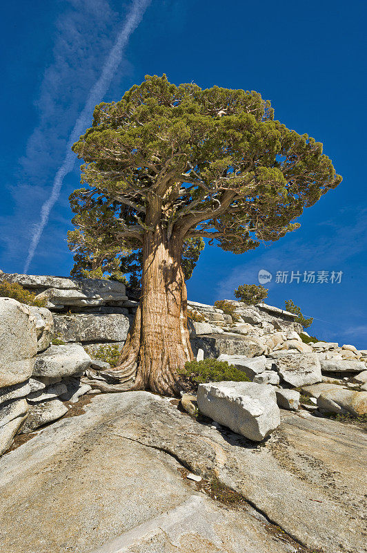 西杜松(Juniperus occidentalis)或大杜松(Juniperus grandis)，西杜松(Sierra western juniper)或西杜松(Sierra juniper)是一种灌木或乔木，原产于美国西部，生长在海拔800- 3000米的山区(很少在100米以下)